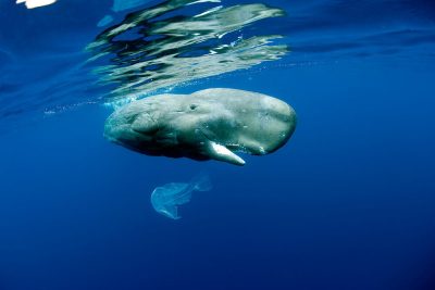 sperm_whale_by_naturepl_com___franco_banfi___wwf_61568