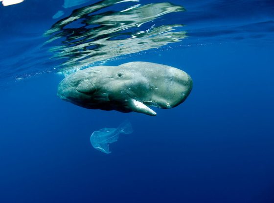 sperm_whale_by_naturepl_com___franco_banfi___wwf_61568